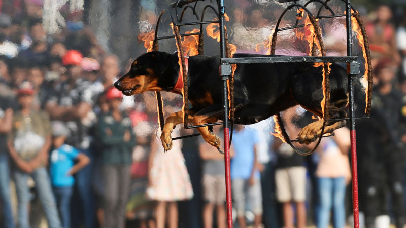 In this photo taken on March 8, 2020, a dog jumps through a ring of fire during a demonstration by Sri Lankan Commando Regiment soldiers following celebrations to mark the 40th anniversary of Commando Regiment of Sri Lanka's Army in Colombo. (Photo /RSS