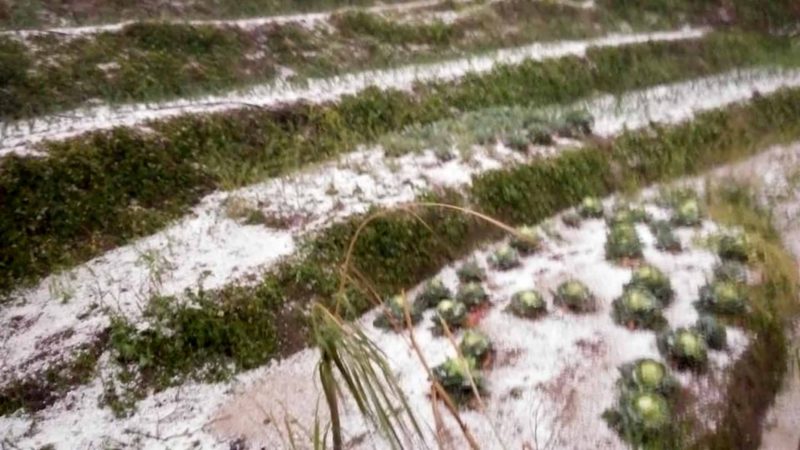 असिनाले हिउँदेबाली नोक्सानी  किसान चिन्तित