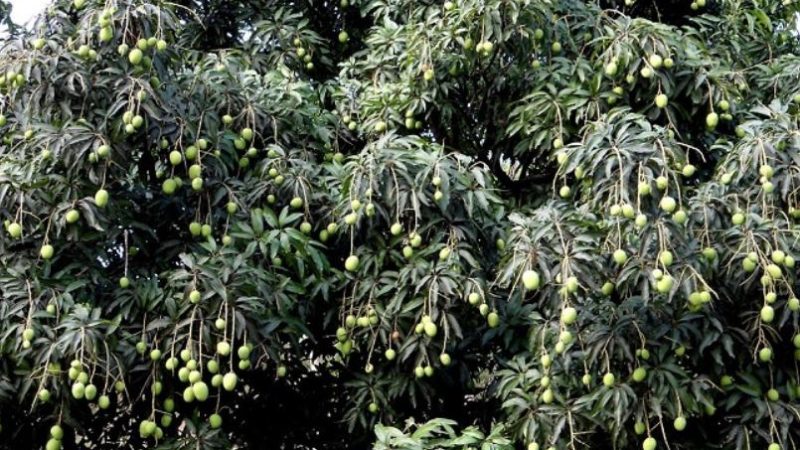 फलफूलमा लागेको डढुवा र हुरीबतासले किसान चिन्तित