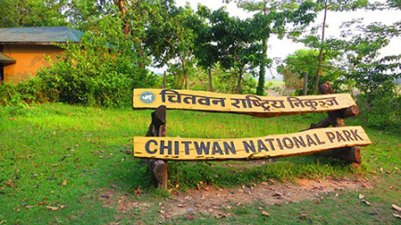 बढ्दै लोपोन्मुख दुर्लभ चरा