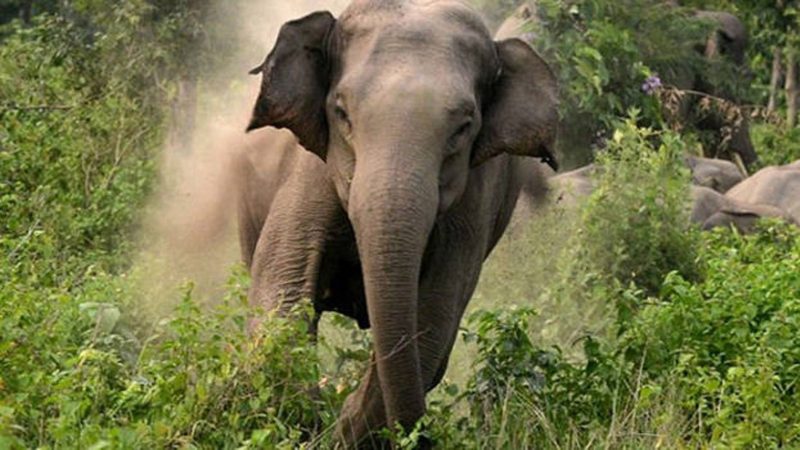 जङ्गली हात्तीको त्रासले रातैभरि जागा