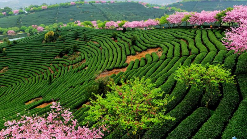 (200306) -- FUJIAN, March 6, 2020 (Xinhua) -- Photo taken on March 5, 2020 shows the scenery of cherry blossoms at a tea garden in Yongfu Town of Zhangping City, southeast China's Fujian Province. This Thursday marked the day of Insects Awakening (Jingzhe), meaning hibernating worms come to life, the third of China's 24 solar terms. (Xinhua/Wei Peiquan)