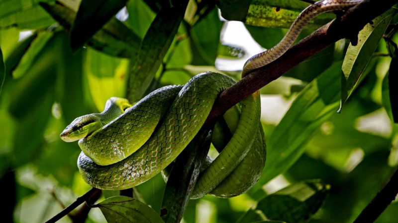 (200303) -- BEIJING, March 4, 2020 (Xinhua) -- A red-tailed racer (Gonyosoma oxycephalum) is seen in Singapore's Central Catchment Nature Reserve on March 3, 2020. The World Wildlife Day falls on Tuesday this year. (Xinhua/Then Chih Wey)