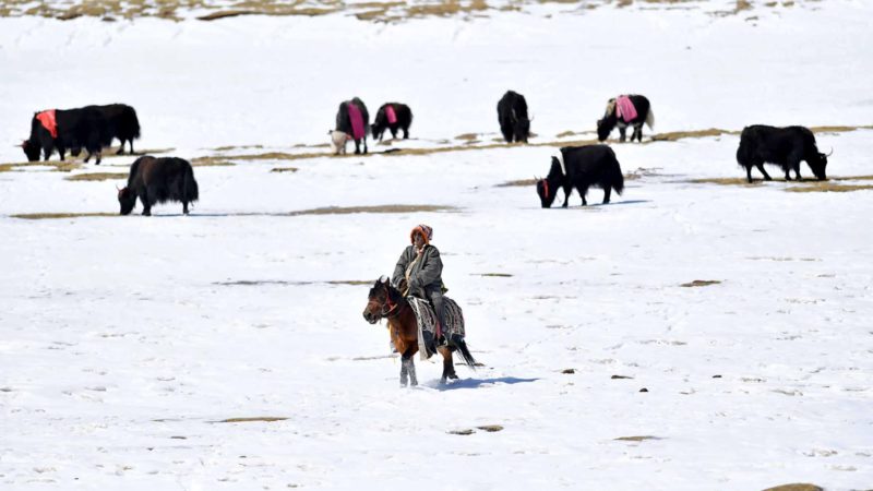 (200303) -- BEIJING, March 4, 2020 (Xinhua) -- A man herds yaks on grassland in Damxung County, southwest China's Tibet Autonomous Region, March 1, 2020. (Xinhua/Chogo)