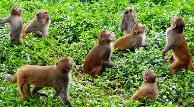 बाँदरले बाली सखाप : परिवार नियोजन गर्न माग