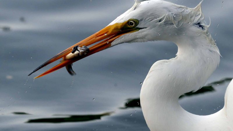 An egret holds a fish in its bill at Chapultepec Park in Mexico City, Saturday, March 28, 2020. (AP Photo/Rebecca Blackwell)