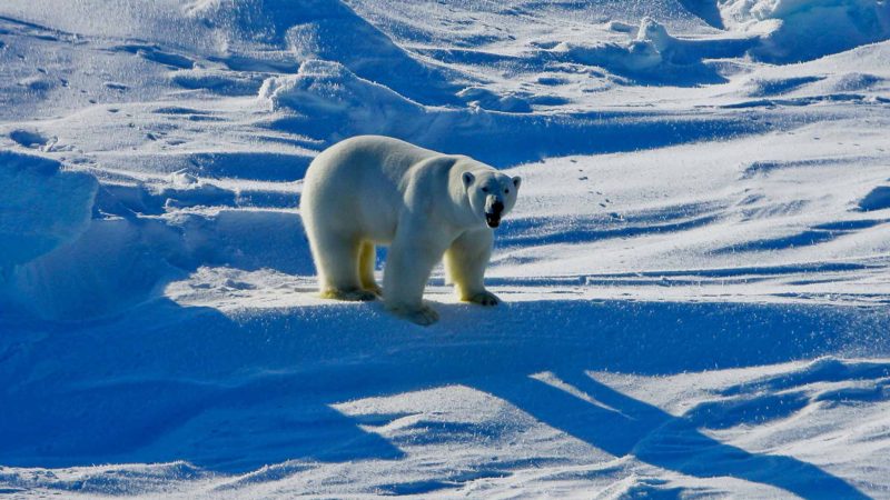 FILE - This March 25, 2009, file photo provided by the U.S. Geological Survey shows a polar bear in the Beaufort Sea region of Alaska. A study by polar bear researchers in Alaska concludes that thermal imaging used by oil exploration companies to detect polar bears in dens works less than half the time. (Mike Lockhart/U.S. Geological Survey via AP, File)