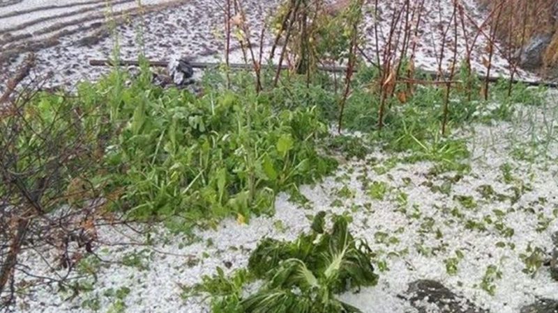असिनापानीले तरकारी र फलफूल बालीमा  क्षति