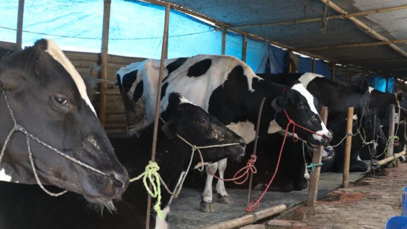 गाई किसानका पीडा : सरकार नुनपानी खुवाएर कहिलेसम्म बचाउने