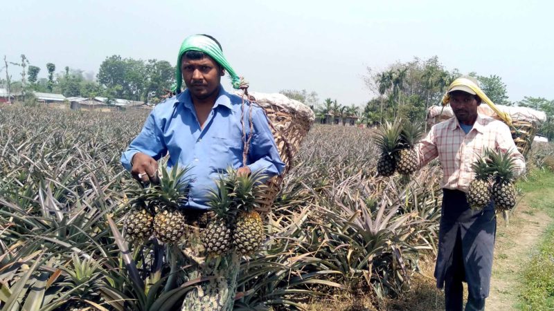 तीस हजार भुइँकटहर नबिकेर बोटमै कुहिने अवस्थामा