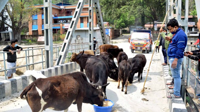 भोकभोकै मर्न थाले गाईबस्तु