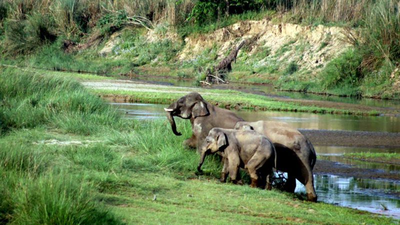 कञ्चनपुरको शुक्लाफाँटा राष्ट्रिय निकुञ्जको चौधर खोलामा देखिएको जङ्गली हात्ती ।  तस्वीर : शेरबहादुर सिंह(रासस)