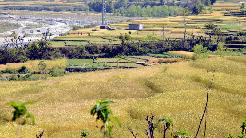 प्युठानका किसान गहुँ भित्र्याउन व्यस्त