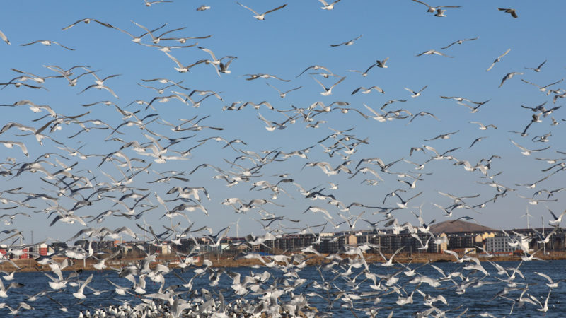 Photo taken on April 26, 2020 shows relict gulls (larus relictus) flying in a national wetland park in Kangbao County, north China's Hebei Province.   Every year, over 7,000 relict gulls, which are under first-class state protection, fly to the wetland park. (Xinhua/RSS)