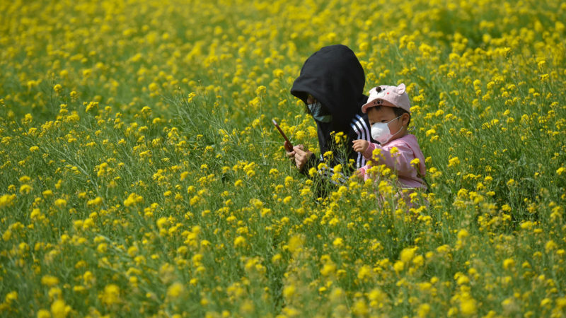 People visit the cole flower fields in Guaicun Village of Wangzuo Township in Fengtai District of Beijing, capital of China, April 25, 2020. (Photo by Chen Zhonghao/RSS)
