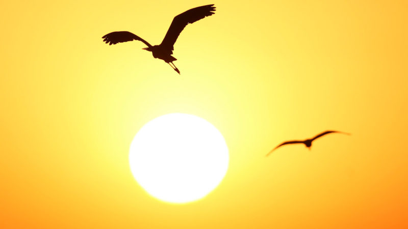 Migratory birds fly over Shahu scenic area in Shizuishan City, northwest China's Ningxia Hui Autonomous Region, on April 25, 2020. Many migratory birds gather here for rest and reproduction from March to October every year. A bird-watching festival to be held here during the upcoming Labor Day holiday will be broadcast live online. (Xinhua/RSS)