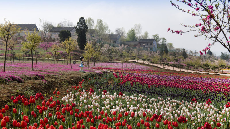 Photo taken on April 11, 2020 shows tulips at a flora park in Luonan County, northwest China's Shaanxi Province. Photo/RSS