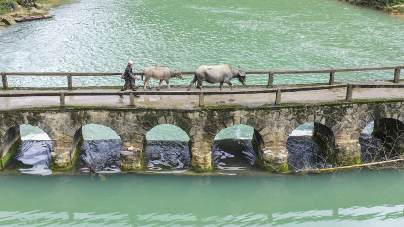  Aerial photo taken on April 23, 2020 shows a villager walking with livestock on a bridge in Longan County, south China's Guangxi Zhuang Autonomous Region. (Xinhua/RSS)