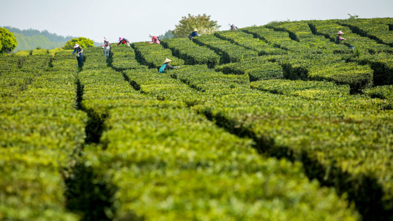 Farmers pick tea leaves at a tea garden in Guian New area, southwest China's Guizhou Province, April 9, 2020. Xinhua/RSS