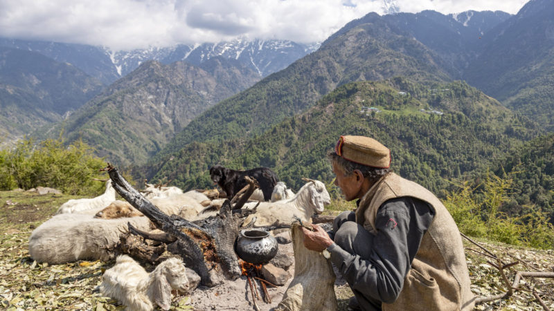 A Gaddi shepherd makes tea next to his flock at a temporary stopover in Dharmsala, India, Friday, April 24, 2020. Despite the lockdown, these shepherds are allowed to move with their flocks in search of mountain pastures. (AP Photo/RSS)