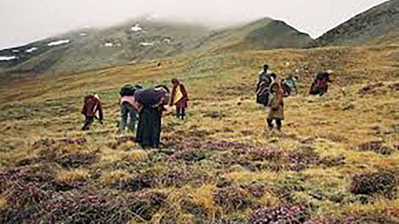 यार्साको यात्रा ‘बन्दाबन्दी’ले अवरुद्ध