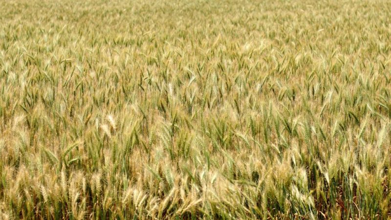 दुई बिघाको गहुँबालीमा आगजनी, लाखौँको क्षति