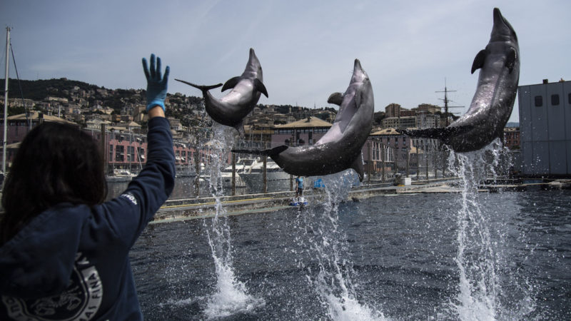 Dolphins perform during practice at the Aquarium of Genoa, Liguria, on May 22, 2020, as the country eases its lockdown after over two months, aimed at curbing the spread of the COVID-19 infection, caused by the novel coronavirus. - The Genova Aquarium is set to reopen on May 28 after over two months of lockdown. (Photo / AFP)
