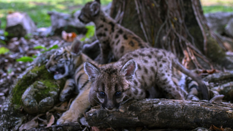 Two American puma cubs, (also called mountain lion, cougar), named "Pandemic" and "Quarantine", and a Bengal tiger named COVID, after being born during the current COVID-19 coronavirus pandemic, are seen inside the "Africa Bio-Zoo" rescue and rehabilitation centre in Cordoba, State of Veracruz, Mexico, on May 23, 2020. (Photo / AFP)