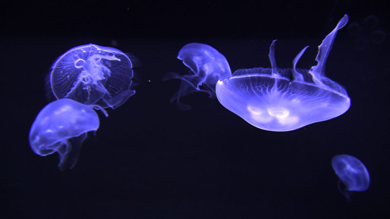 Moon jellyfish swim in their display tank at Sea Life Melbourne Aqaurium in Melbourne on May 26, 2020. (Photo / RSS)