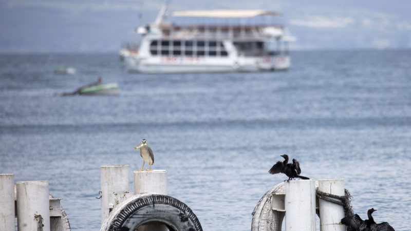 In this Saturday, April 25, 2020 photo, birds rest on as an empty tourist ship is anchored in the Sea of Galilee, locally known as Lake Kinneret. After an especially rainy winter, the Sea of Galilee in northern Israel is at its highest level in two decades, but the beaches and major Christian sites along its banks are empty as authorities imposed a full lockdown. (AP Photo/RSS)