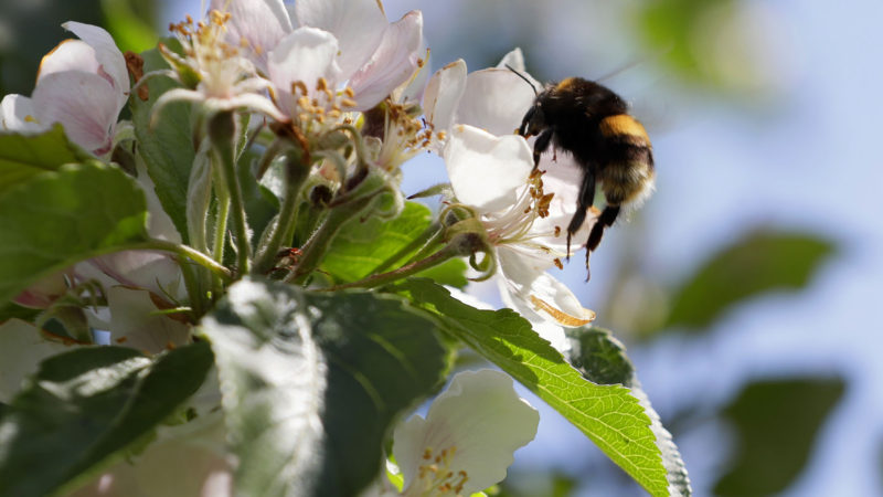 In this May 5, 2020, photo, a bee collects pollen from apple blossom at Stocks Farm in Suckley, Worcestershire. Britains fruit and vegetable farmers have long worried that the exit from the European Union would keep out the tens of thousands of Eastern European workers who come every year to pick the countrys produce. Now, the coronavirus pandemic has brought that feared future to the present. (AP Photo/RSS)