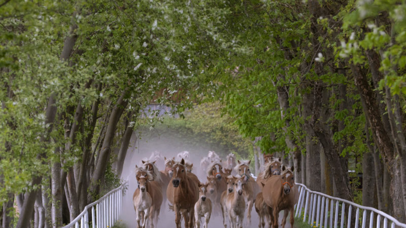 Haflinger mares and their foals run together during the year's first turn-out to grass at Europe's largest Haflinger stud-farm in Meura, central Germany, Tuesday, April 28, 2020. Around 300 Haflinger horses are living there. (AP Photo/RSS)