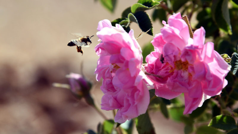 Photo taken on May 27, 2020 shows the famous Damask, or Damascene Rose during the harvest season in the town of al-Marah, north of the capital Damascus, Syria. (Photo/RSS)