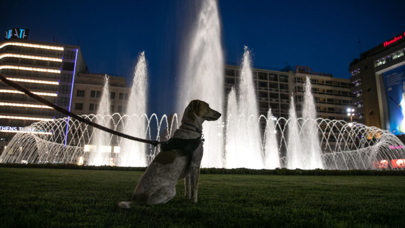 A dog sits near the fountain at the newly remodeled Omonia Square, a historic landmark in Athens, Greece, on May 14, 2020. The new face of Omonia Square, featuring a big illuminated fountain, was unveiled on Thursday by Athens Mayor Kostas Bakoyannis. (Photo/Xinhua)