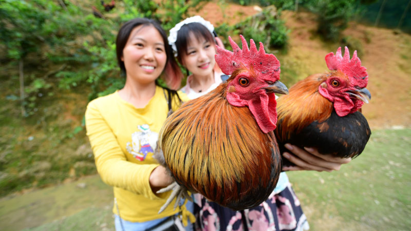 Xiong Ying (L) sells home-grown roosters via livestreaming in Jinshan Village of Tianzhu County, southwest China's Guizhou Province, May 28, 2020.   Xiong Ying had worked as an electronics technician in Guiyang before she quit the job in May 2018 and took over her family chicken farm. In November 2019, the chicken farm expanded with support from a government-backed poverty-relief fund.    After the COVID-19 outbreak, Xiong has explored alternative ways to sell home-grown chickens -- the online store and livestream sales program run by the 30-year-old rural entrepreneur continue to make fortune amid the pandemic. (Photo/RSS)
