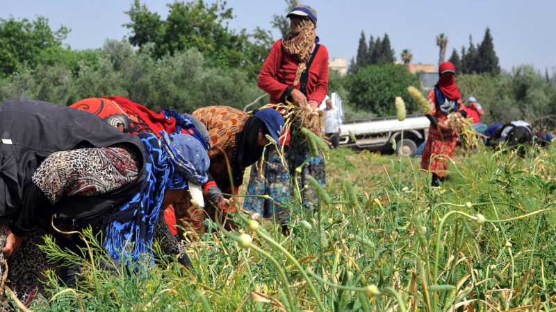 Farmers harvest garlic in the countryside near Damascus, Syria, May 19, 2020. (Photo/Xinhua)