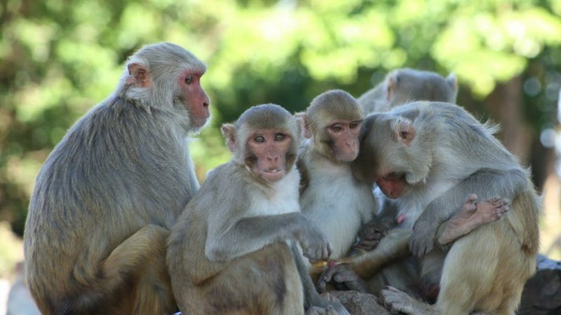 अन्नपछि सिस्नोखेतीतिर