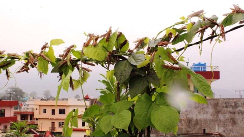 सलहबाट बाली जोगाउन कर्णालीमा पनि सतर्कता