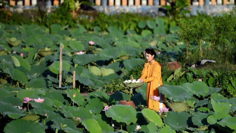 A woman poses for photographs during a photo shoot at the Westlake lotus ponds in Hanoi on June 13, 2020. (Photo by Nhac NGUYEN / AFP)