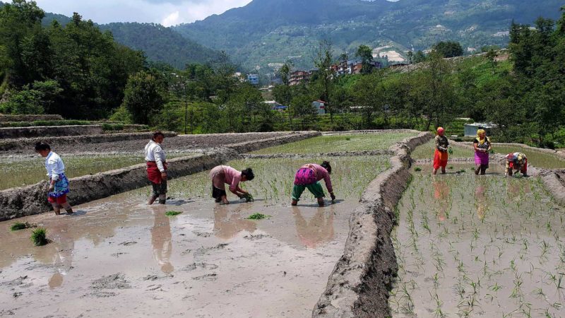 मनसुनको स्वागत गर्दै खेतमा रोपाई – हेर्नुस तस्विरमा