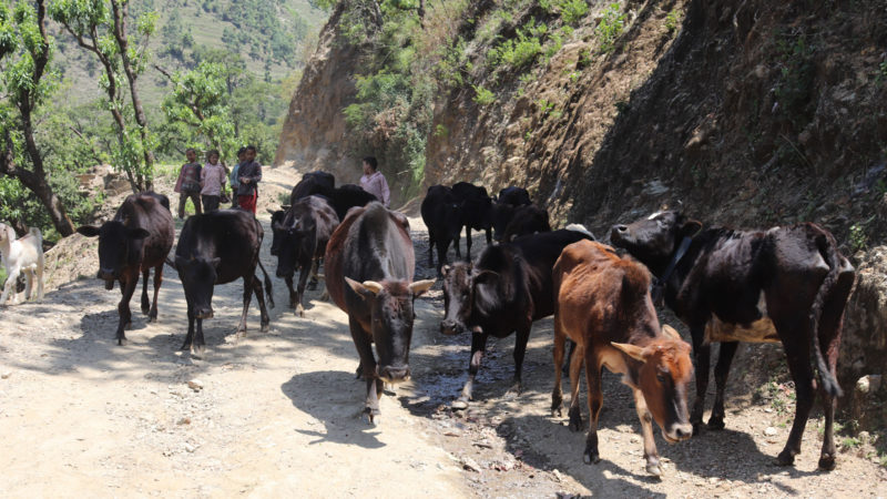 र्गम विद्यार्थीको पीडा : गोठालो लागेर समय बिताउँदै