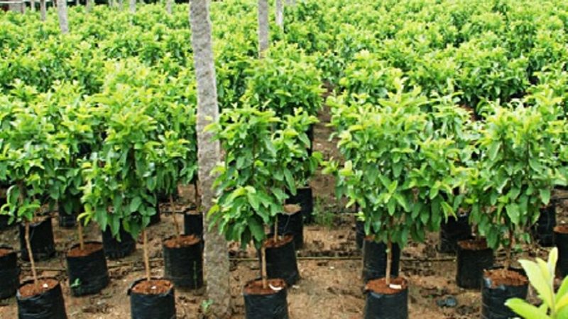 कृषकलाई निःशुल्क फलफूलका बिरुवा