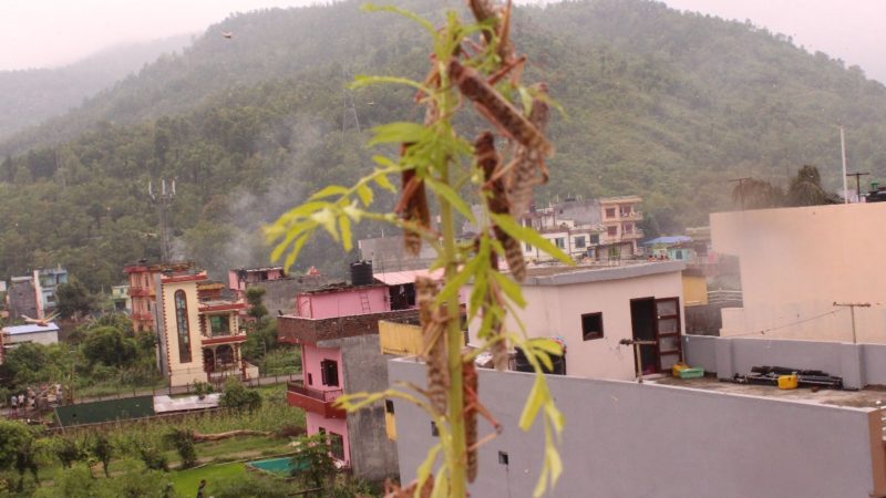 सलह आगमनमा मौसमको महत्वपूर्ण भूमिका
