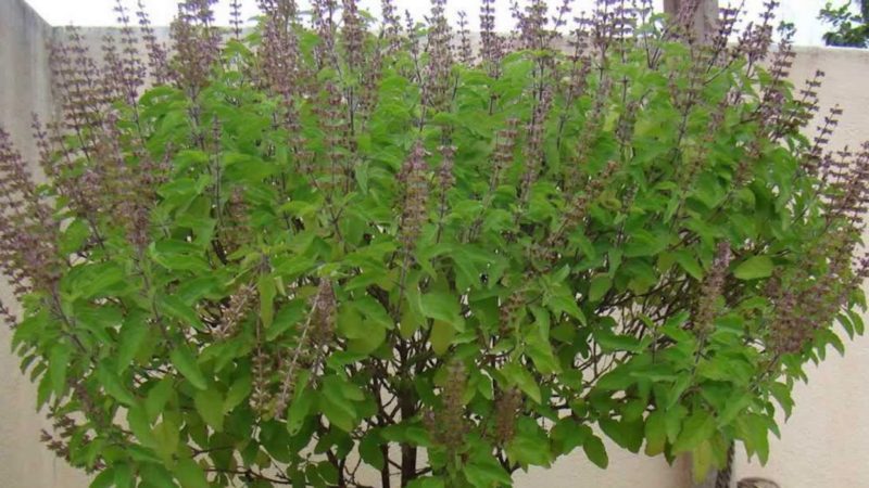 मिथिलामा उत्सवका रूपमा तुलसीको दल राखिँदै