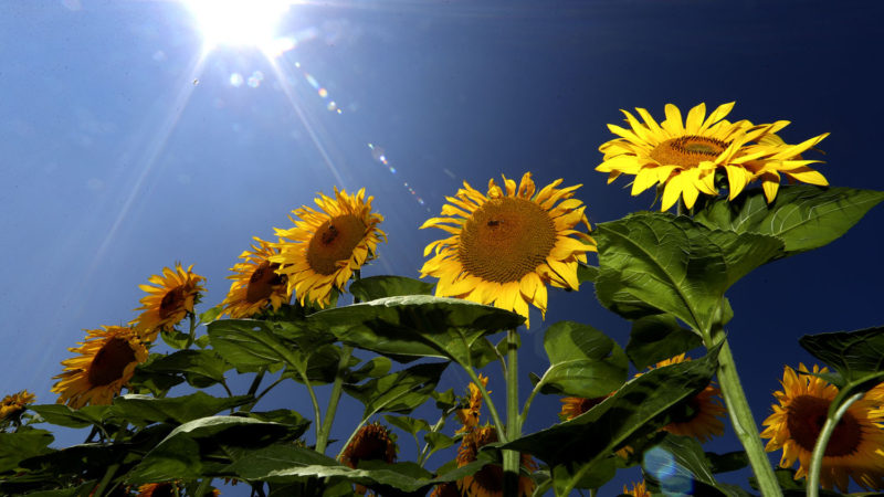 Sunflowers grow in a field near Mamming, Germany, Tuesday, July 28, 2020. (Photo/RSS)