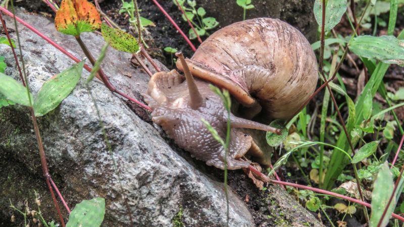 A snail is seen at the botanical garden in Quindio, Colombia on July 6, 2020. - When the pandemic broke out in the second most biodiverse country in the world, botanist Alberto Gomez made the botanical garden he founded more than forty years ago, his home. (Photo/RSS)