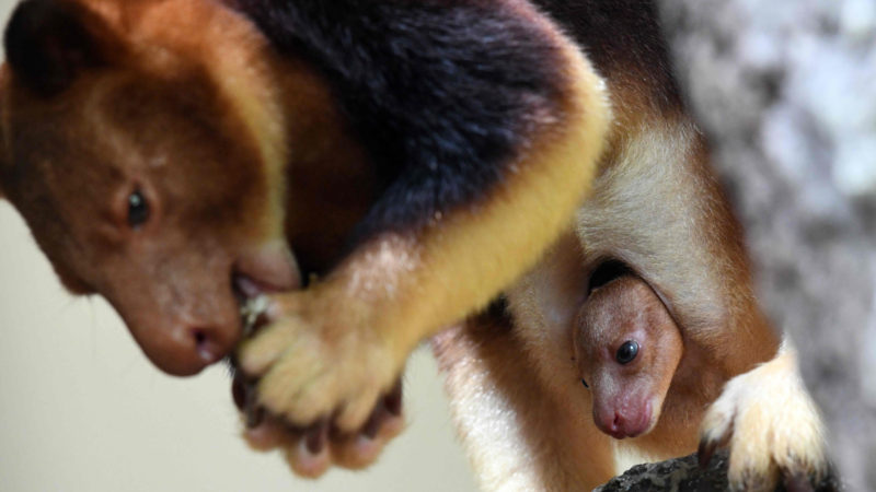 A Goodfella's tree kangaroo joey peeks out of his mother Nupela's pouch in their enclosure at the Singapore Zoo in Singapore on July 28, 2020. - The joey was born at the zoo on February 4. (Photo/RSS)