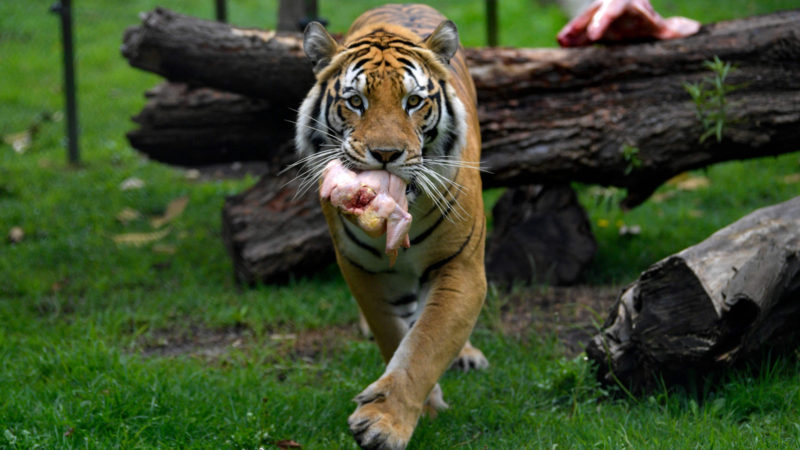 A tiger is fed as part of environmental enrichment training at Bioparque Wakata in Jaime Duque park, in Briceno municipality near Bogota, Colombia, on July 30, 2020. - The park closed due to the novel coronavirus pandemic, creating virtual programs to receive donations from the public to meet some economic demands and ensure the livelihood of the animals, launching a call to the government to be able to reopen the sector with the necessary security protocols. Colombia is one of the most biodiverse countries in the world. (Photo / RSS)