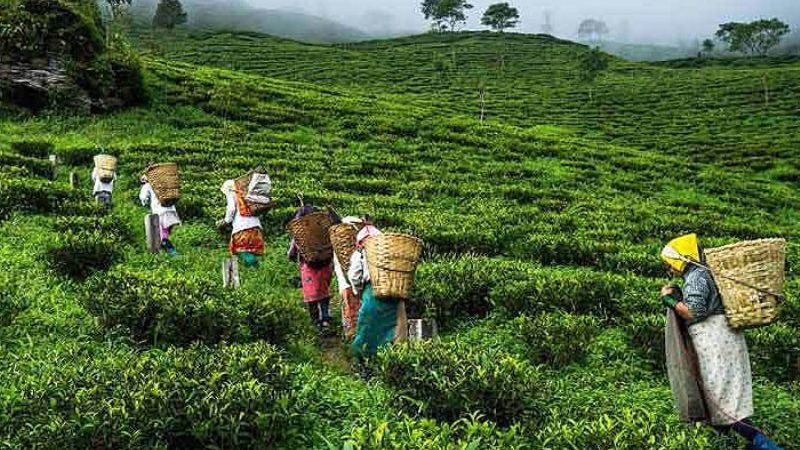 दार्जिलिङको चिया बिक्न छोडेपछि नेपाली चियामाथि दोष