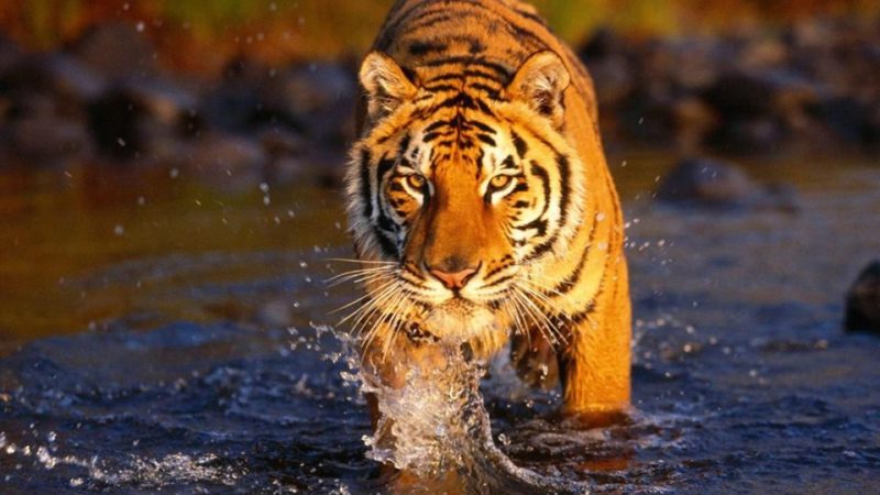 बाघको आक्रमणबाट दुईको मृत्यु